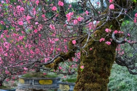 Đào rừng cổ thụ xuống phố chờ khách 'đón' về chơi Tết Bính Ngọ 2026