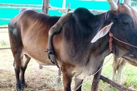 Kỳ lạ con bò 5 chân được trả 800 triệu đồng, chủ "kiêu" không bán