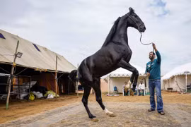 Tận thấy chú ngựa màu đen giá gần 45 tỷ đồng