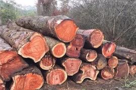 Loại gỗ quý như kim cương, giá 25 tỷ đồng ở Việt Nam