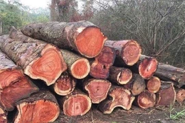 Loại gỗ quý như kim cương, giá 25 tỷ đồng ở Việt Nam