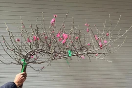 Đào mini vài chục nghìn một cành hút khách chơi Tết Bính Ngọ 2026 