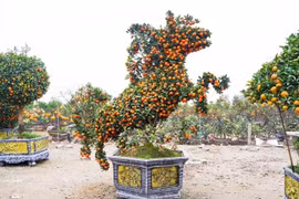 Những cây cảnh hình ngựa hút khách Tết Bính Ngọ 2026