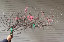 Đào mini vài chục nghìn một cành hút khách chơi Tết Bính Ngọ 2026 