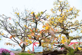 Những 'siêu phẩm' mai vàng gây sốt thị trường Tết Bính Ngọ 2026