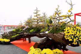 Cận cảnh mai vàng 800 triệu đồng gây chú ý trên phố Hà Nội 