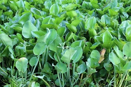 Rau dại mọc bờ mương bỗng hoá đặc sản lạ được săn lùng