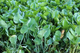 Rau dại mọc bờ mương bỗng hoá đặc sản lạ được săn lùng