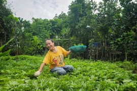 Vườn rau hơn 3.000 m2 ven sông Hồng của diễn viên Tú Oanh