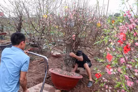 Đào Nhật Tân rời phố về vườn, bắt đầu 'hồi sinh' cho Tết năm sau 