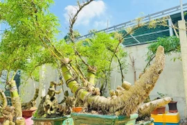 Gốc tre xù xì tưởng bỏ đi thành 'siêu phẩm' bonsai tiền triệu