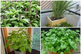 5 loại cây gia vị đuổi muỗi hiệu quả dễ trồng tại nhà