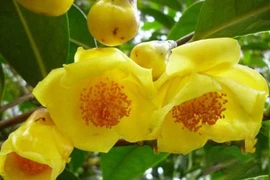 Bật mí thần dược "quý như vàng" 20 triệu đồng/kg tại Việt Nam