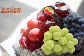 [INFOGRAPHIC] 3 giống nho đắt đỏ tại Nhật Bản