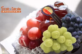 [INFOGRAPHIC] 3 giống nho đắt đỏ tại Nhật Bản