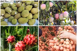4 loại quả rớt giá gây sốt thị trường Việt 2025 