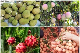 4 loại quả rớt giá gây sốt thị trường Việt 2025 