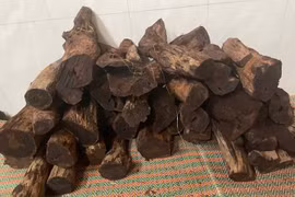Loại gỗ "vô danh" 3 triệu đồng/kg ở Quảng Trị đang gây sốt có gì đặc biệt?