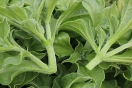 Loại rau "đắt như thịt bò" 300.000 đồng/kg vẫn hút khách 