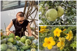 Cận cảnh nhà vườn trồng cây, nuôi gà của ca sĩ Mỹ Tâm