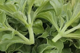 Loại rau "đắt như thịt bò" 300.000 đồng/kg vẫn hút khách 