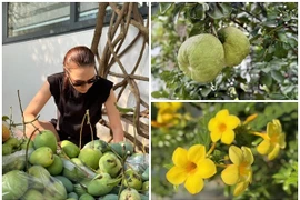 Cận cảnh nhà vườn trồng cây, nuôi gà của ca sĩ Mỹ Tâm