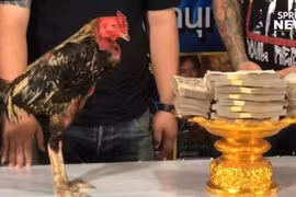Sửng sốt chú gà chọi được trả tới 2,3 tỷ đồng