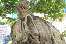 Cận cảnh bonsai bằng lăng xoay tự động xác lập Kỷ lục Việt Nam