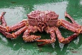 Vì sao cua hoàng đế giá hàng chục triệu đồng mỗi con?