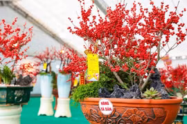 Ngắm đào đông đỏ trăm triệu đồng “xuống phố” đón Tết