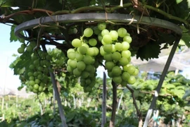 Nho cảnh tiền triệu 'hút hàng' dịp Tết Bính Ngọ 2026