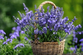 6 loại hoa trưng Tết vừa đẹp vừa khử mùi diệt khuẩn