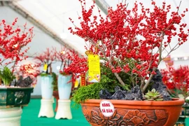 Ngắm đào đông đỏ trăm triệu đồng “xuống phố” đón Tết