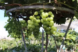 Nho cảnh tiền triệu 'hút hàng' dịp Tết Bính Ngọ 2026