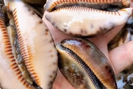 Đặc sản nghe tên "ngượng đỏ mặt" 150.000 đồng/kg đắt khách