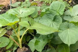 Khó tin loại lá mọc bờ bụi trồng 2 tháng bán "hốt bạc"