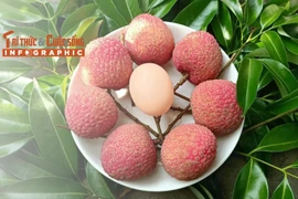 INFOGRAPHIC: Vải trứng đặc sản 200.000 đồng/kg không đủ bán 