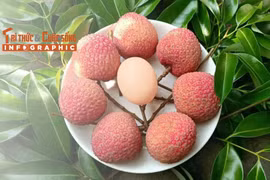 INFOGRAPHIC: Vải trứng đặc sản 200.000 đồng/kg không đủ bán 