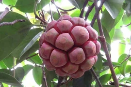 Quả mọc dại ở Việt Nam sang nước ngoài hơn nửa triệu đồng/kg