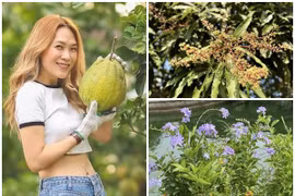 Bên trong nhà vườn nghìn mét vuông trĩu quả của ca sĩ Mỹ Tâm