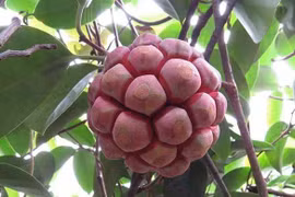 Quả mọc dại ở Việt Nam sang nước ngoài hơn nửa triệu đồng/kg