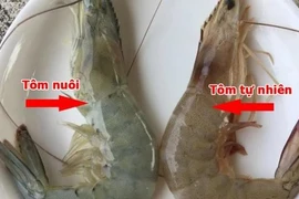 Bật mí cách phân biệt tôm nuôi và tôm tự nhiên
