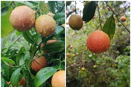 Quả rừng xưa rụng đầy gốc bất ngờ thành đặc sản dân phố lùng mua 