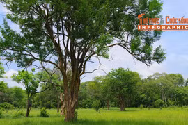 [INFOGRAPHIC] Loại gỗ đắt đỏ nhất hành tinh, hơn 300 triệu/m3