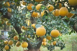 Bưởi cảnh, quất thế hàng chục triệu sẵn sàng 'bùng hàng" dịp Tết 2026 
