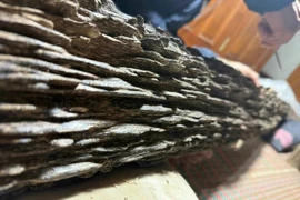 Cận cảnh khúc gỗ quý được trả hơn nửa tỷ đồng, chủ quyết không bán 