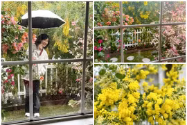 Cận cảnh căn nhà đẹp như tranh vẽ của nghệ sĩ Hồng Đào 