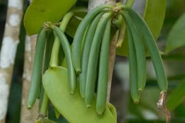 Loại cây được ví như "vàng đen", cho quả 20 triệu/kg