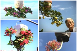 Ngắm bonsai mọc ngược có 1-0-2 của nghệ nhân xứ Quảng 