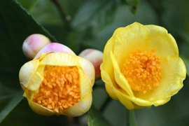 Loài hoa vài chục triệu/kg, nhà giàu coi như "báu vật"